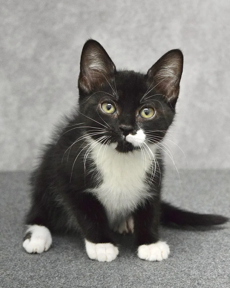 A baby medium-sized male Black & White / Tuxedo Domestic Short Hair cat named S'mores for adoption in Dublin, CA