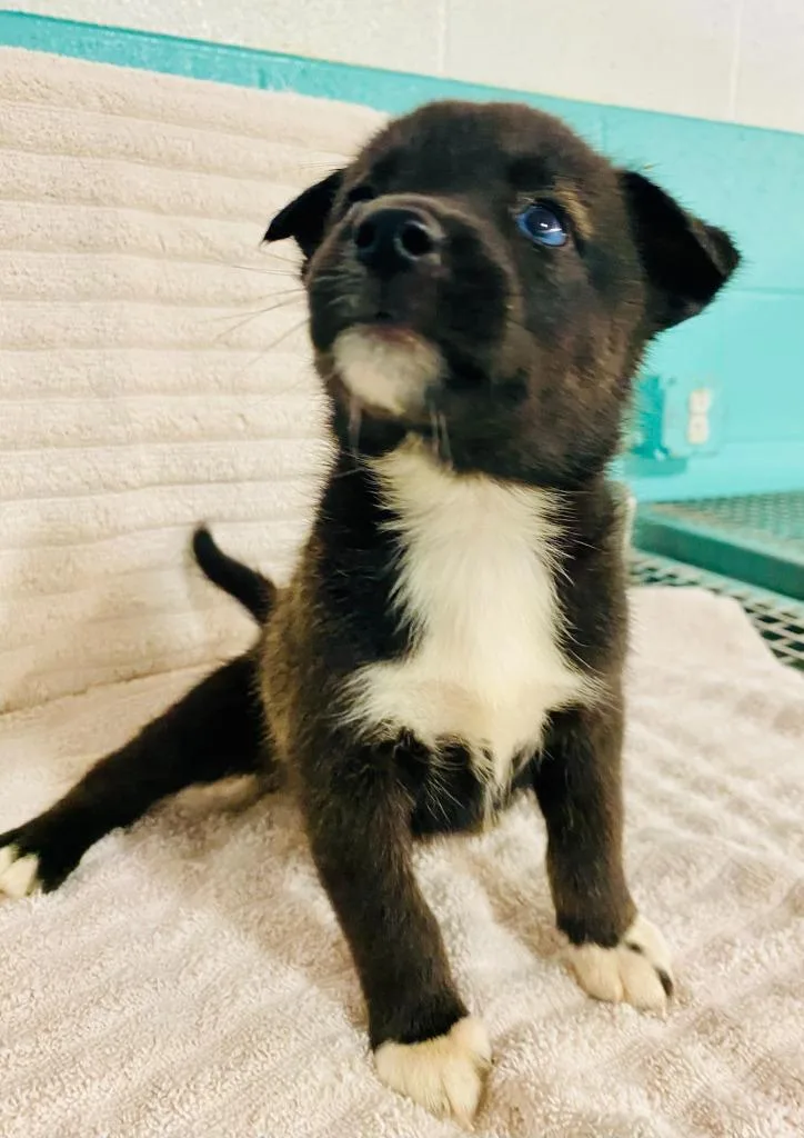 A baby small-sized female Australian Cattle Dog / Blue Heeler dog named Saturday for adoption in Chickamauga , GA