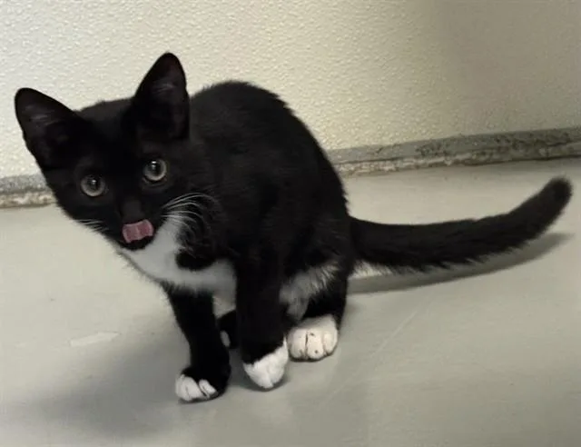 A baby small-sized female Domestic Short Hair cat named Bridget for adoption in Sarasota, FL