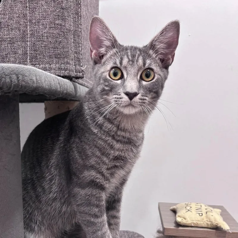 A young medium-sized male Tabby (Gray / Blue / Silver) Domestic Short Hair cat named Jalapeno & Jeniya for adoption in Palm Harbor, FL
