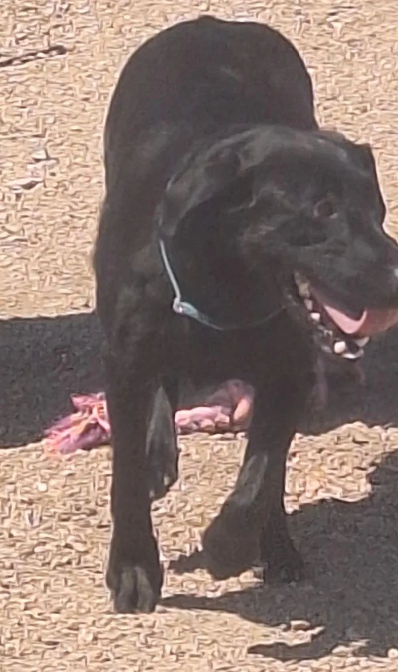 An adult large-sized female Black Labrador Retriever dog named Brook for adoption in Chappell, NE