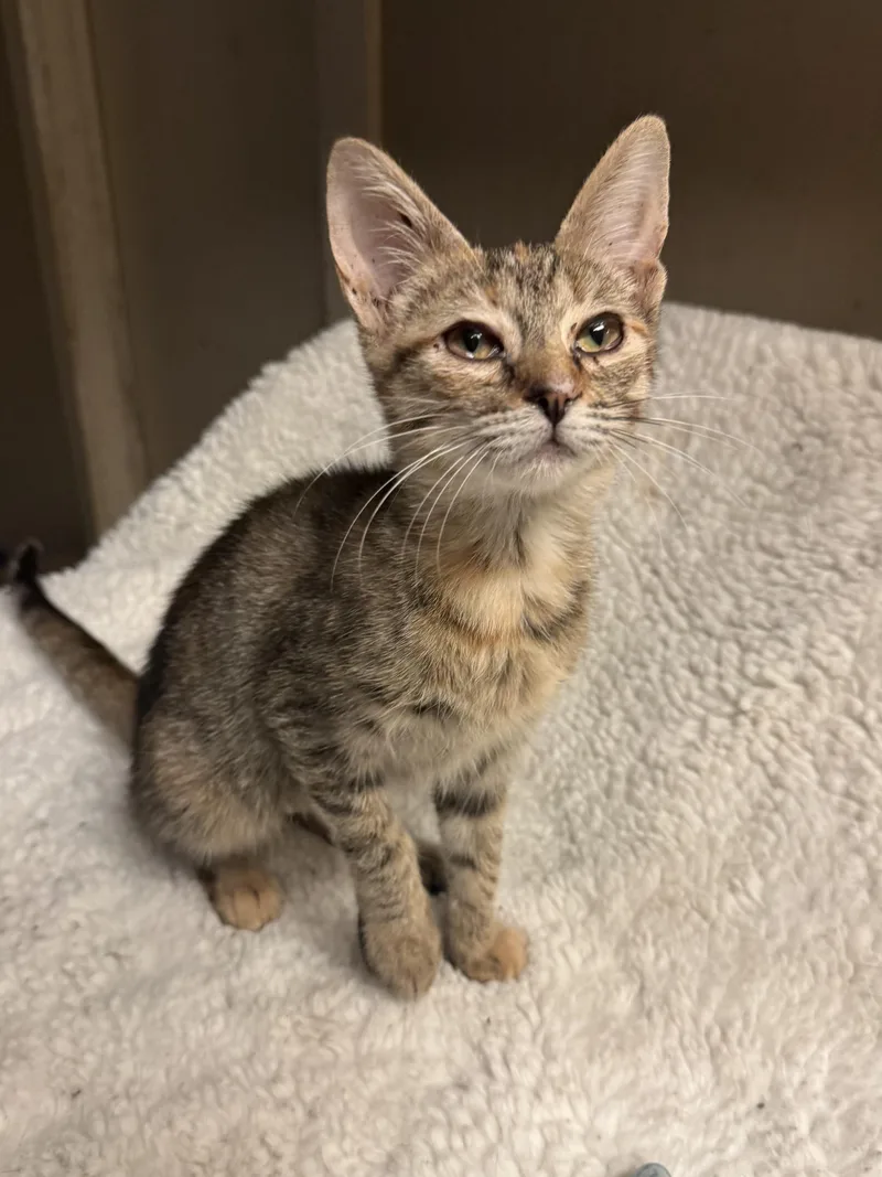 A baby medium-sized female Tabby (Buff / Tan / Fawn) Tabby cat named Meadow for adoption in Alexandria, LA