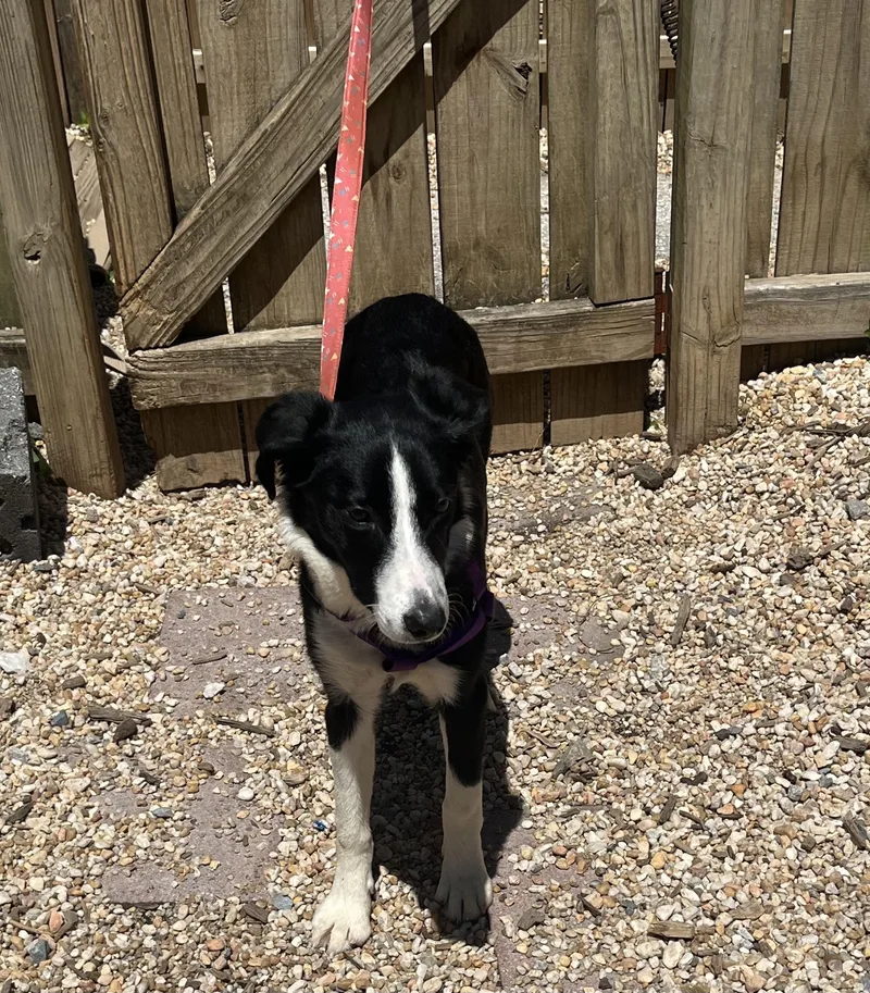 A young small-sized female Bicolor Border Collie dog named Blessing for adoption in Ellicott City, MD