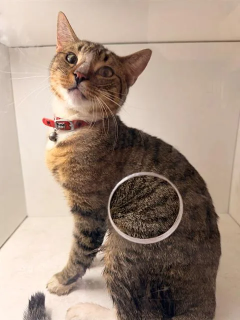A young small-sized male Domestic Short Hair cat named Lewis for adoption in Winter Haven, FL