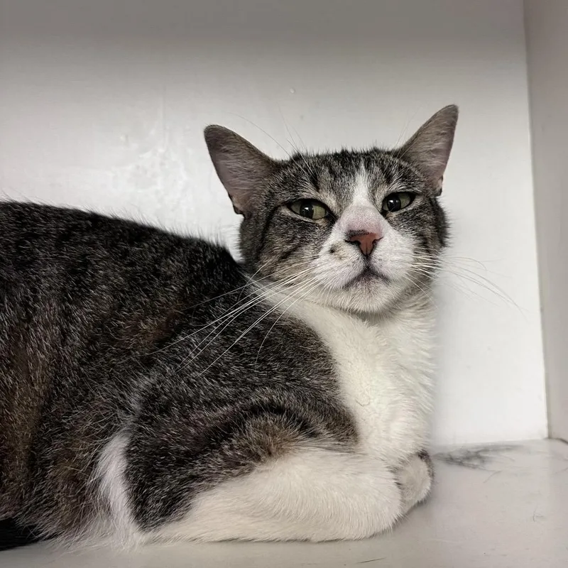 An adult medium-sized female Brown / Chocolate Domestic Short Hair cat named Genie for adoption in Troy, IL