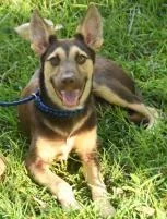 An adult medium-sized female German Shepherd Dog dog named Leslie for adoption in Kansas City, MO