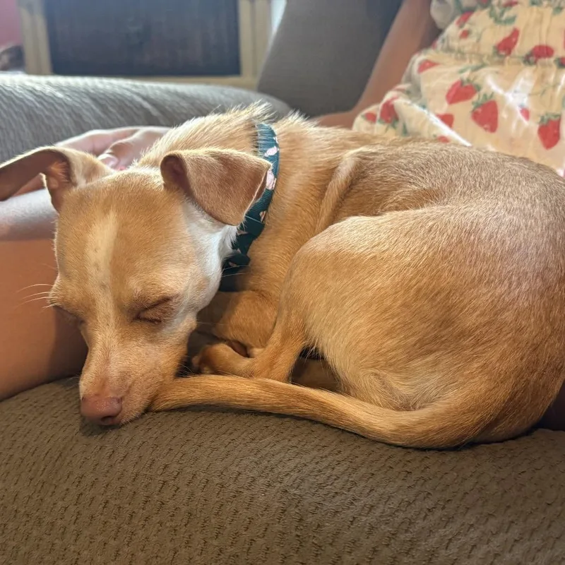 Taco