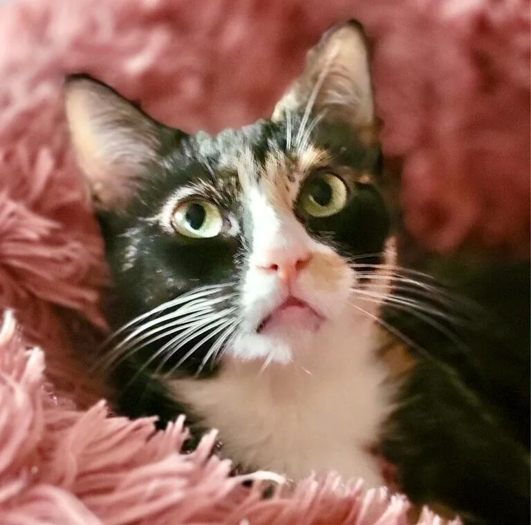 A baby medium-sized female Calico cat named Sadie for adoption in Saint Augustine, FL