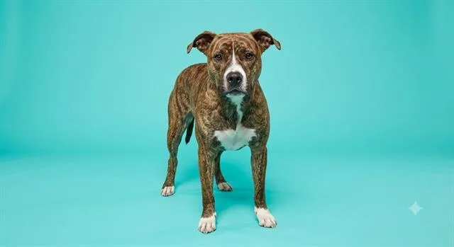 A young medium-sized male Mixed Breed dog named Soutel for adoption in Jacksonville, FL