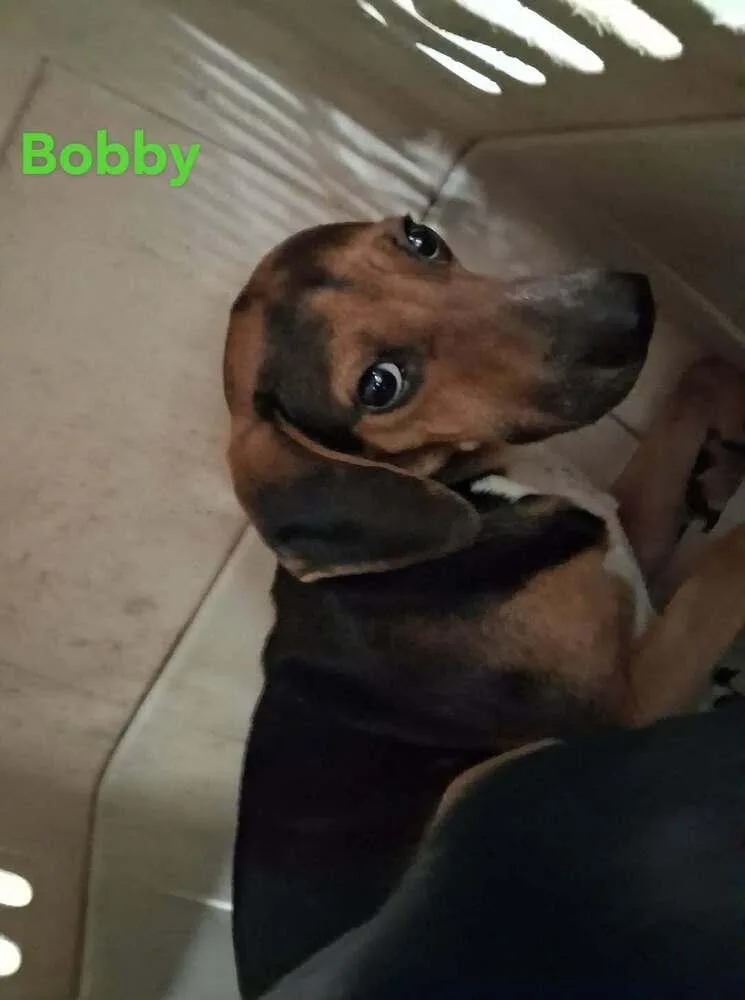SF Bobby