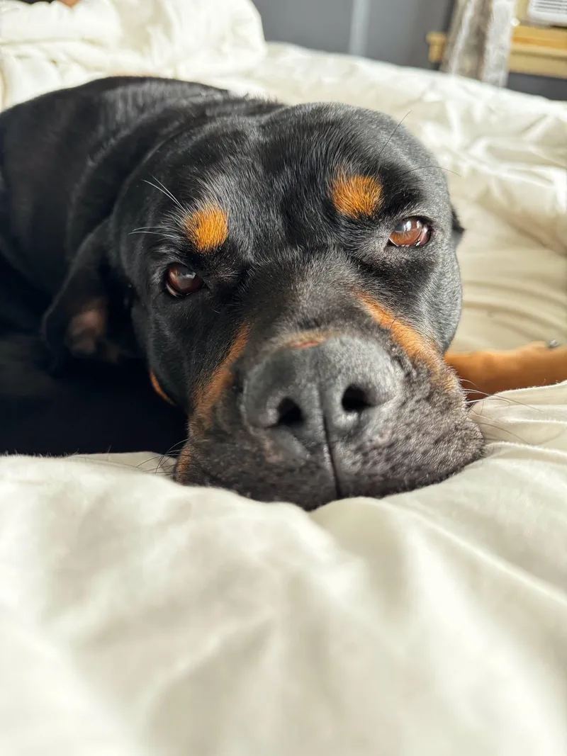 A young large-sized female Rottweiler dog named Lola for adoption in Patterson, NY