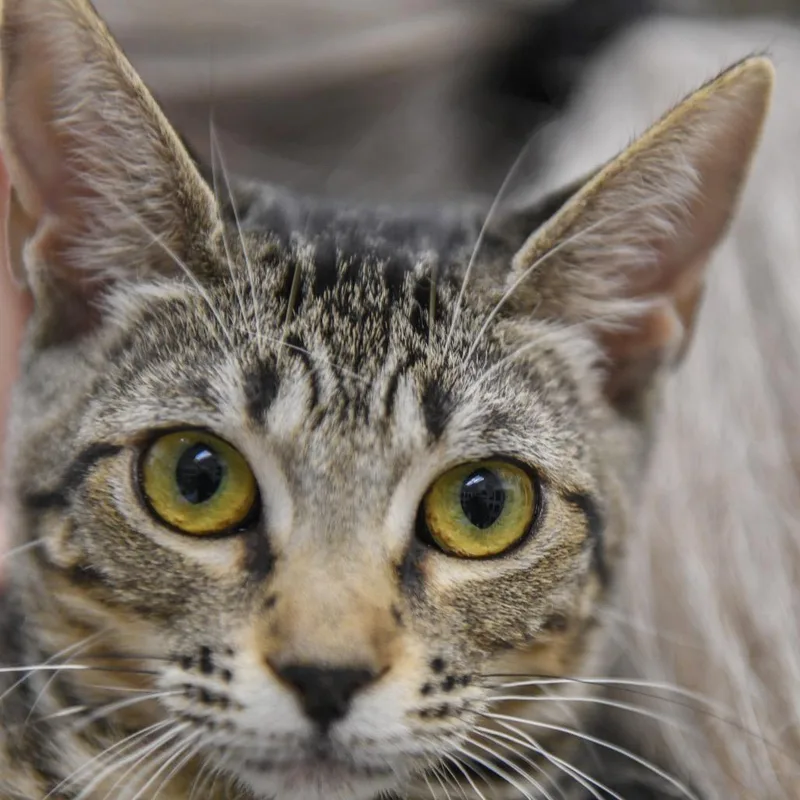 A baby medium-sized female Brown / Chocolate Domestic Short Hair cat named Ginny for adoption in Redwood City, CA
