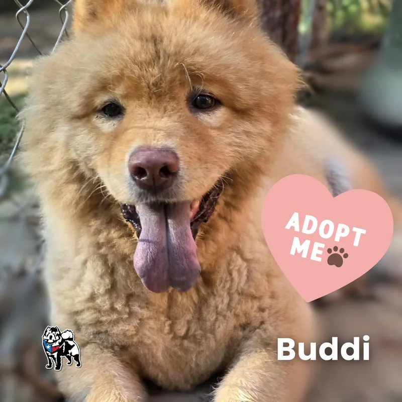 Buddi