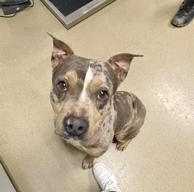 A young large-sized male Pit Bull Terrier dog named Pfizer for adoption in Easton, MD
