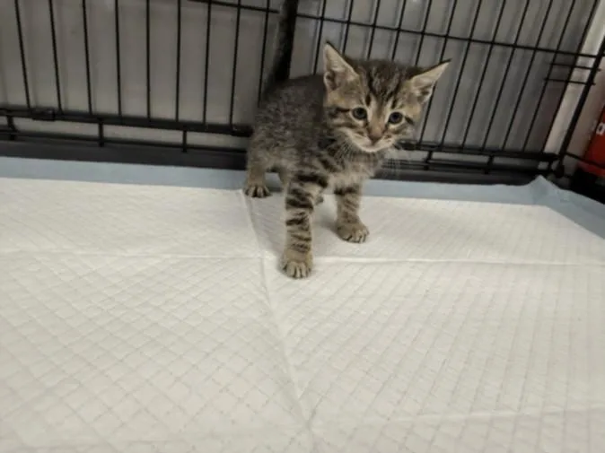 A baby small-sized male Domestic Short Hair cat named A for adoption in Van Nuys, CA