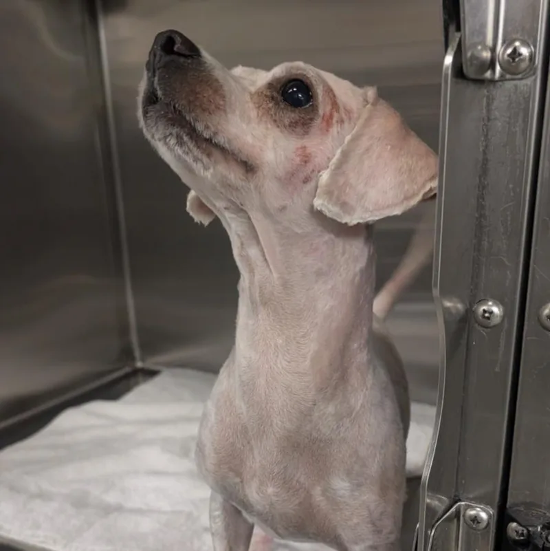 A young small-sized male Poodle dog named Falcon for adoption in Houston, TX