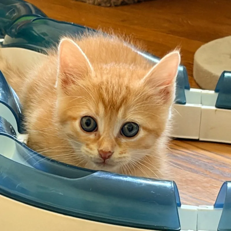 A baby small-sized female Domestic Medium Hair cat named Nailah for adoption in Franklin, TN
