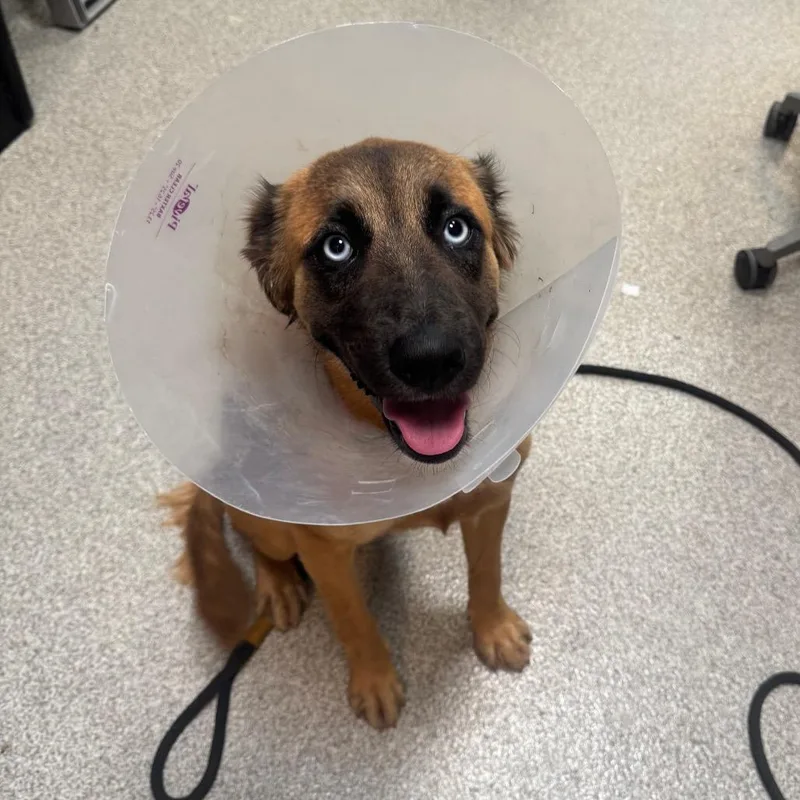 A young medium-sized female Mixed Breed dog named LaLa for adoption in Englewood, FL