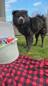 An adult medium-sized male Gray / Blue / Silver Mixed Breed dog named Lil Bear for adoption in Manitowoc, WI