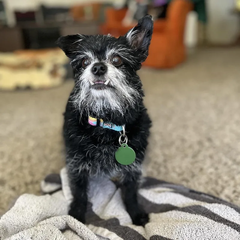 Maggie thumbnail 2