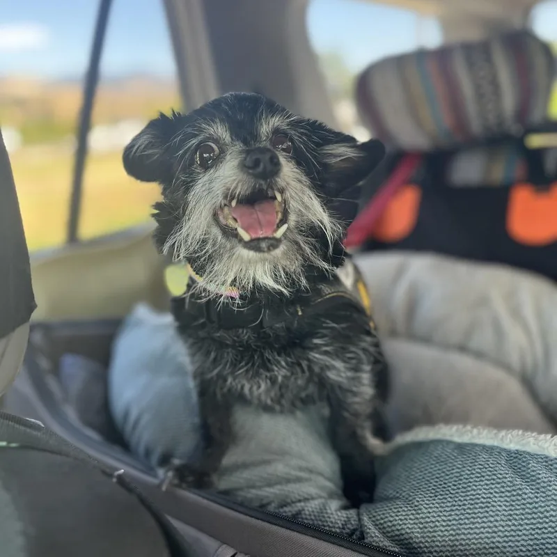 Maggie thumbnail 3
