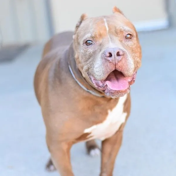 A senior medium-sized male Red / Chestnut / Orange Bulldog dog named Bruno for adoption in Willis, TX