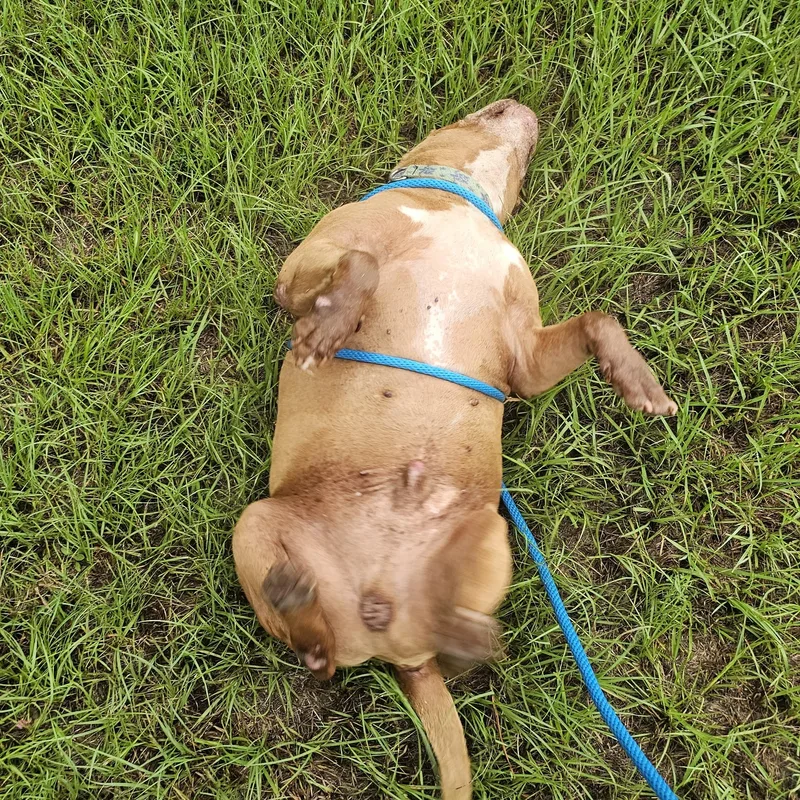 Bruno thumbnail 3