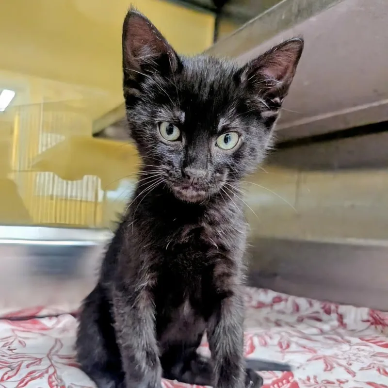 A baby small-sized male Black Domestic Short Hair cat named Chuckie for adoption in Huntsville, AR