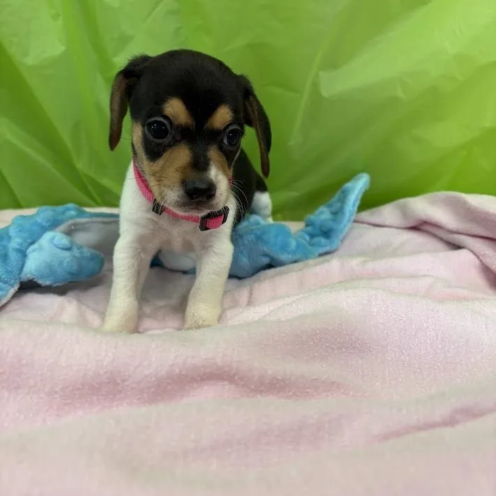 A baby small-sized female White / Cream Beagle dog named Sunburst for adoption in North Charleston, SC