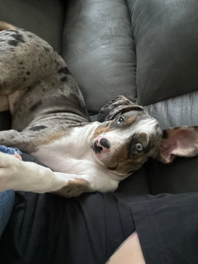 A young medium-sized male Mixed Breed dog named Bandit for adoption in Chattanooga, TN