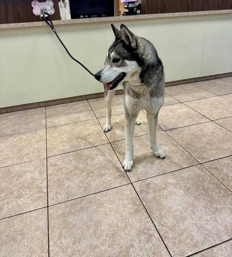 An adult medium-sized male Gray / Blue / Silver Siberian Husky dog named Neo for adoption in Passaic, NJ