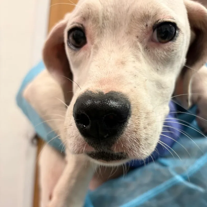 A baby small-sized female White / Cream Mixed Breed dog named Emerald Jade Green Ball for adoption in Charleston, WV