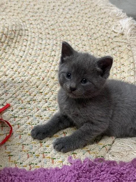 A young medium-sized male Gray / Blue / Silver Domestic Short Hair cat named Jaq for adoption in Williamsburg, IA