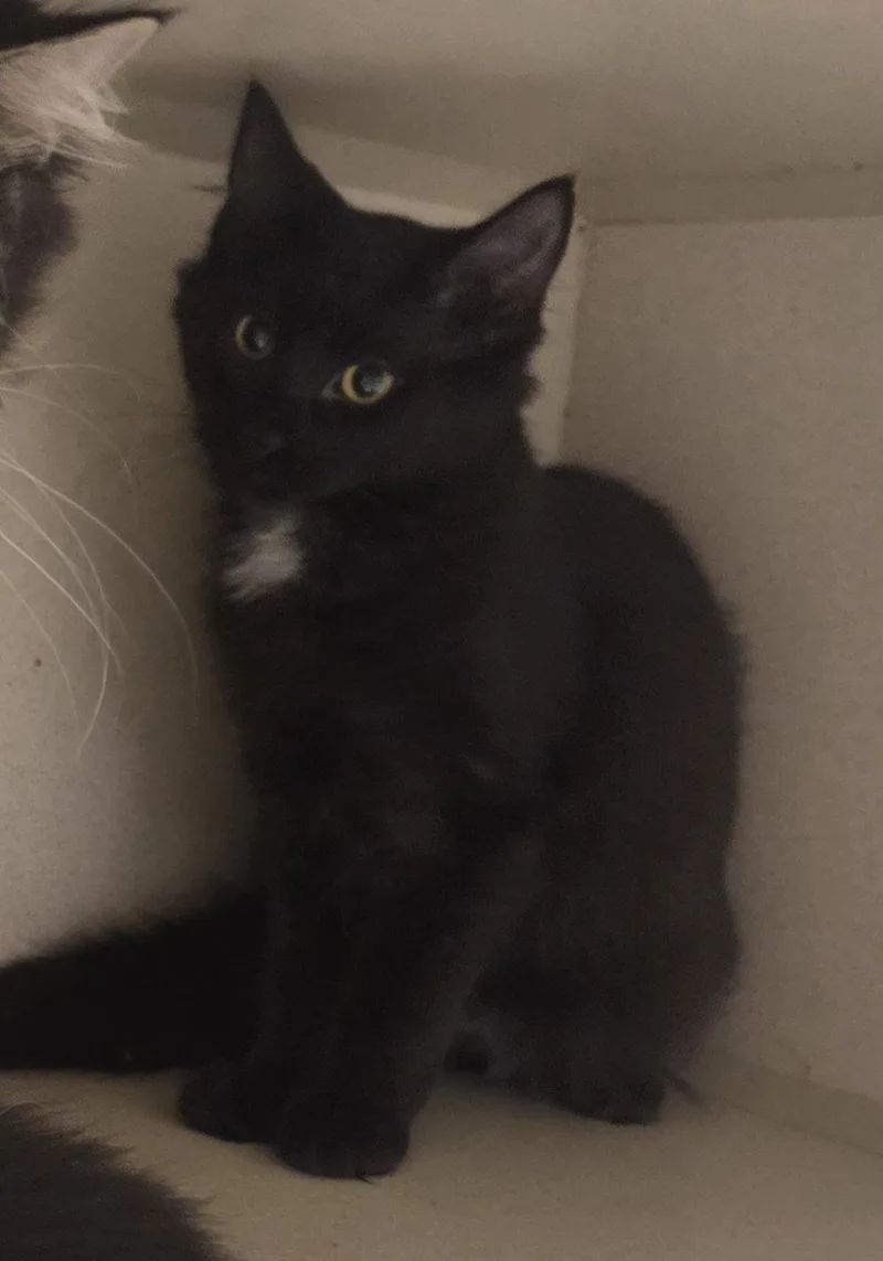 A baby medium-sized male Maine Coon cat named Falkor for adoption in Iroquois, IL