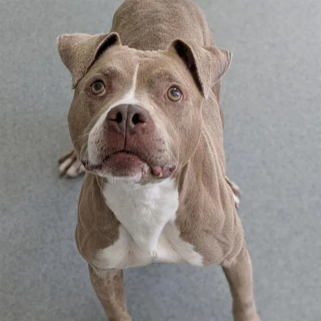 A young medium-sized female Pit Bull Terrier dog named Alice for adoption in Indianapolis, IN
