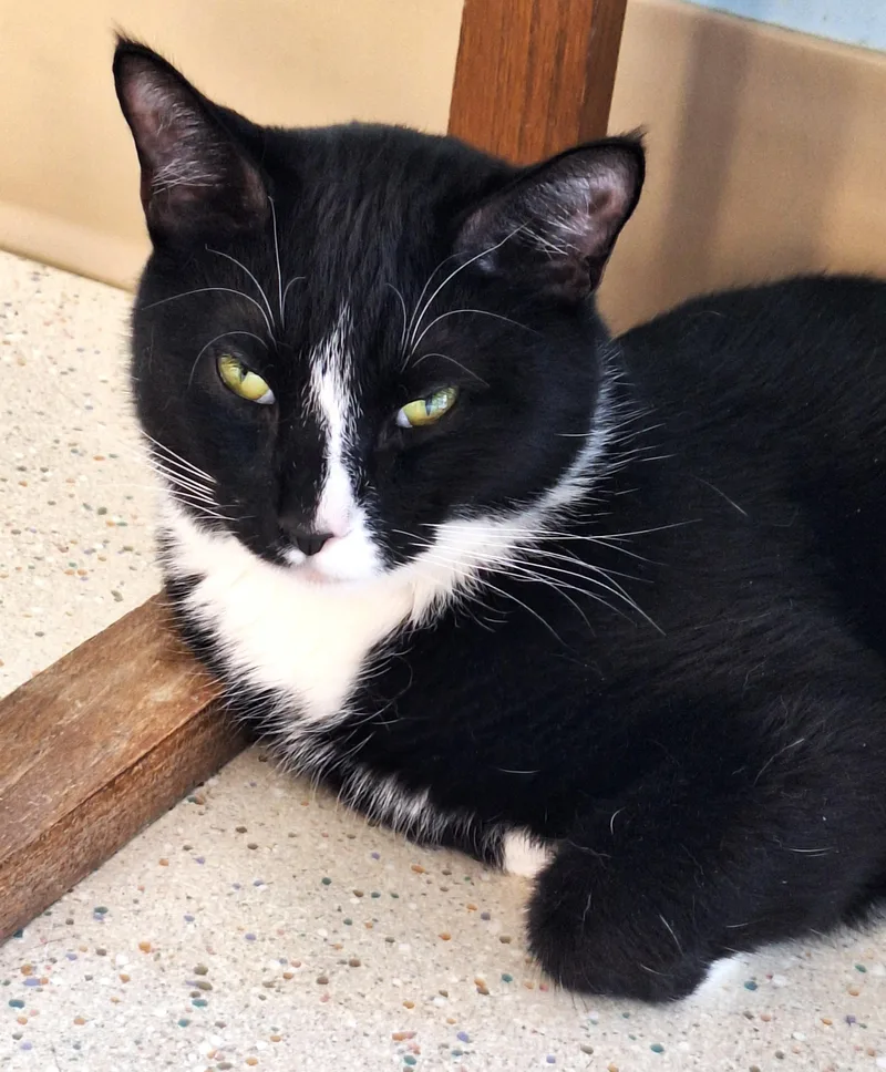 An adult medium-sized male Black & White / Tuxedo Domestic Short Hair cat named Nova  Part Of for adoption in Spokane Valley, WA