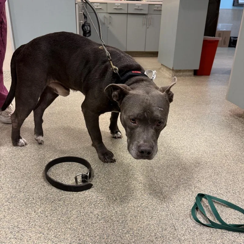 An adult medium-sized male Gray / Blue / Silver Mixed Breed dog named Bert for adoption in Jacksonville, FL