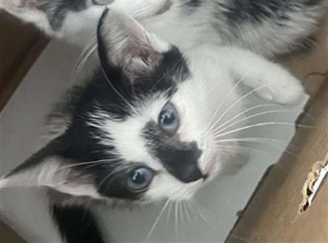 A baby medium-sized male Domestic Short Hair cat named Oreo for adoption in Dallas, TX