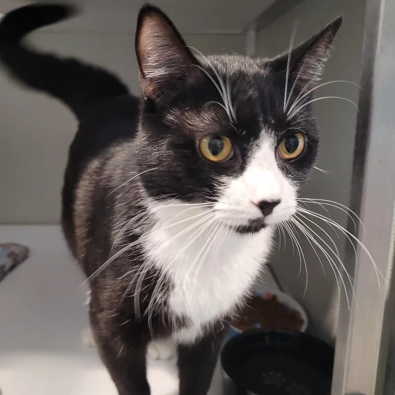 Hey! I Know This thumbnail 2