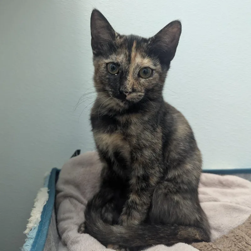 A baby small-sized female Brown / Chocolate Domestic Short Hair cat named Katie Nolan for adoption in Winchester, TN