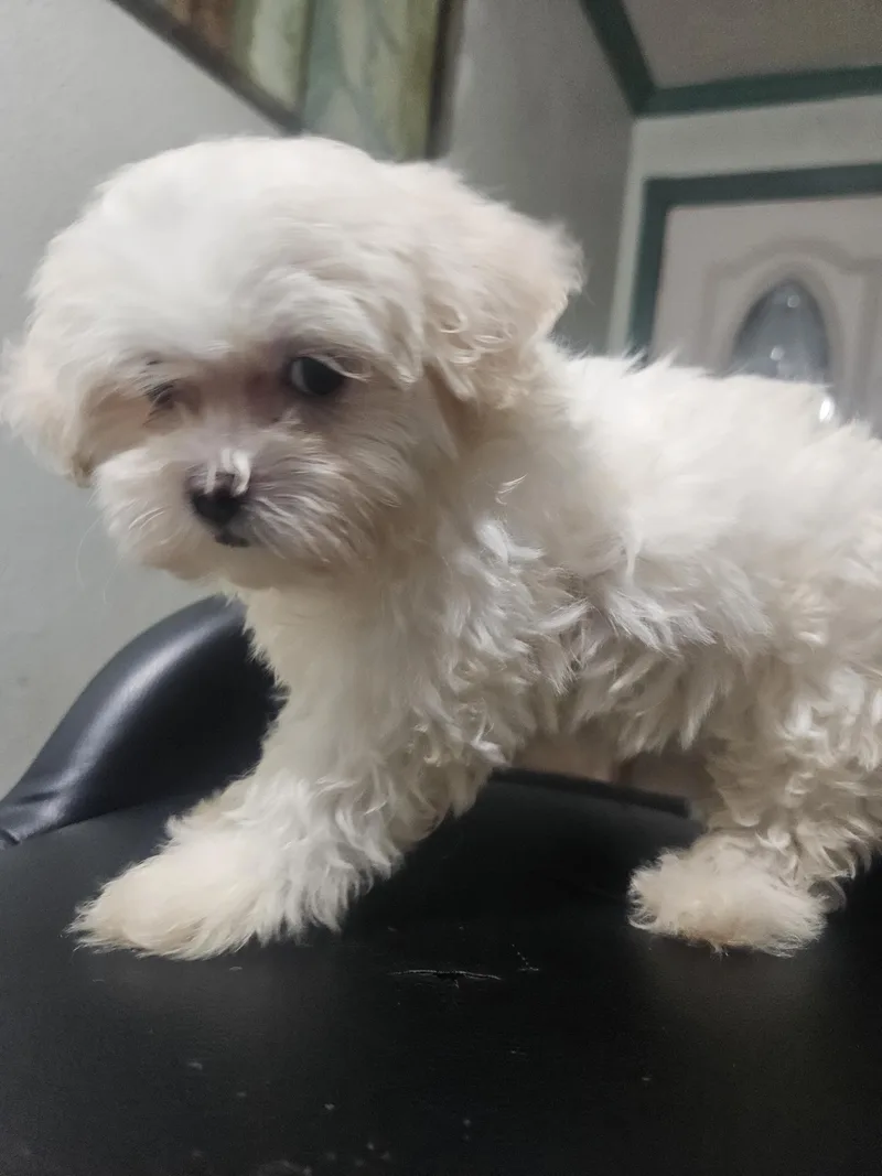 A baby small-sized female White / Cream Maltipoo dog named Maya for adoption in Los Angeles, CA