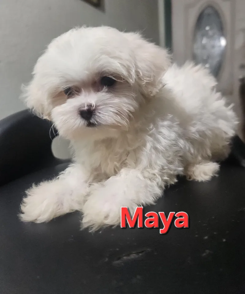 Maya thumbnail 5