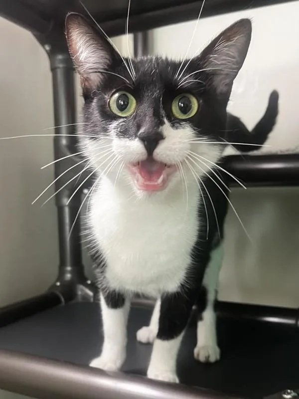 A young small-sized female Domestic Short Hair cat named Wheat Bread for adoption in Santa Rosa, CA