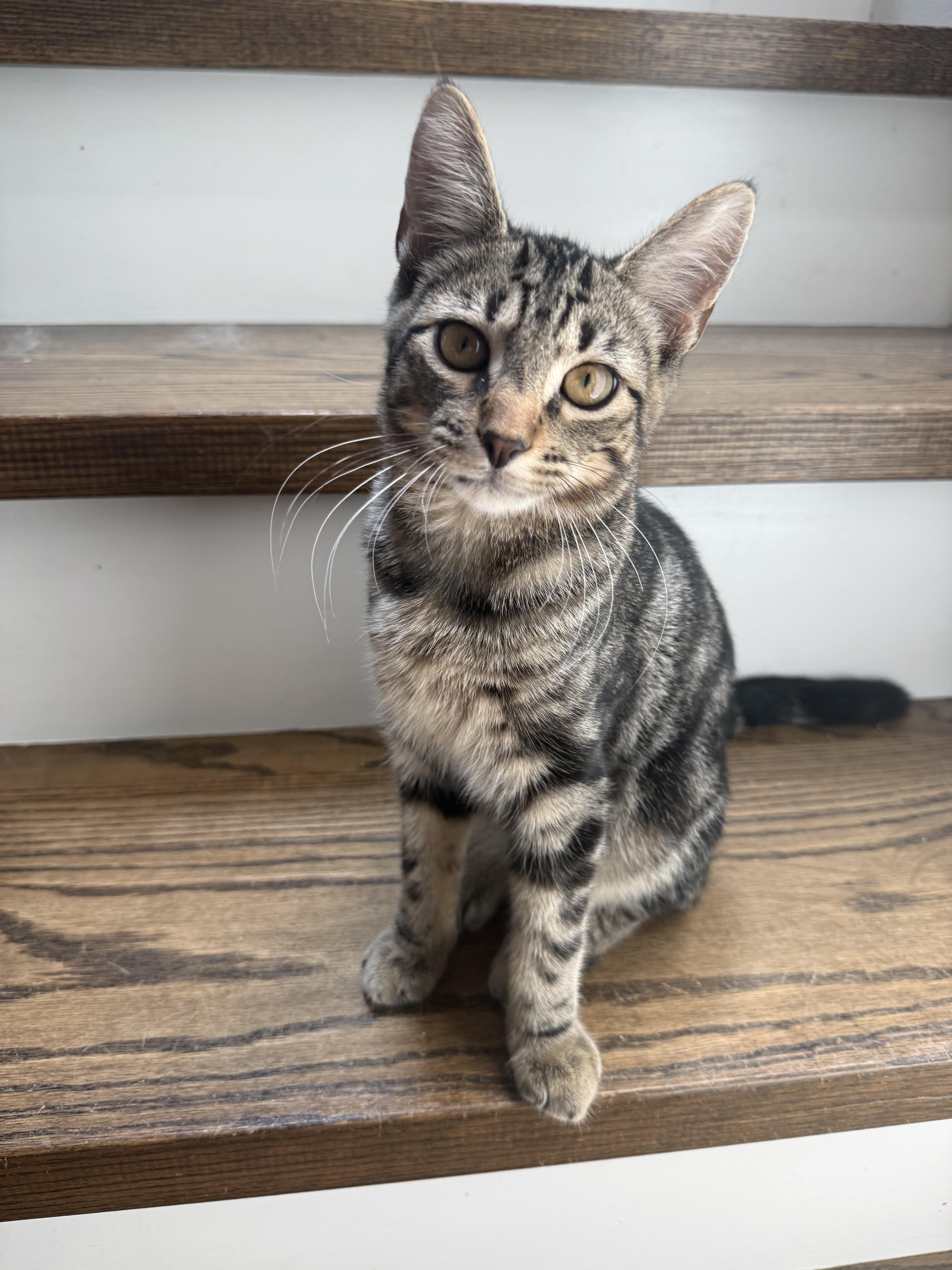 A baby medium-sized male Tabby (Gray / Blue / Silver) American Shorthair cat named Carlisle and Pep for adoption in Philadelphia, PA
