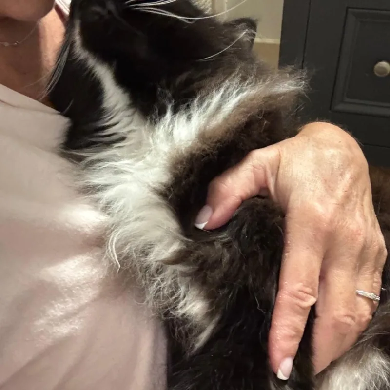 An adult medium-sized male Black & White / Tuxedo Tuxedo cat named Beach Bum for adoption in Staten Island, NY