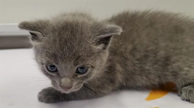 A baby medium-sized female Domestic Short Hair cat named Delbarestivale for adoption in Aurora, IL