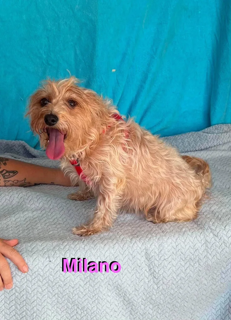 An adult small-sized female Yorkshire Terrier dog named Milano for adoption in New Baltimore, MI