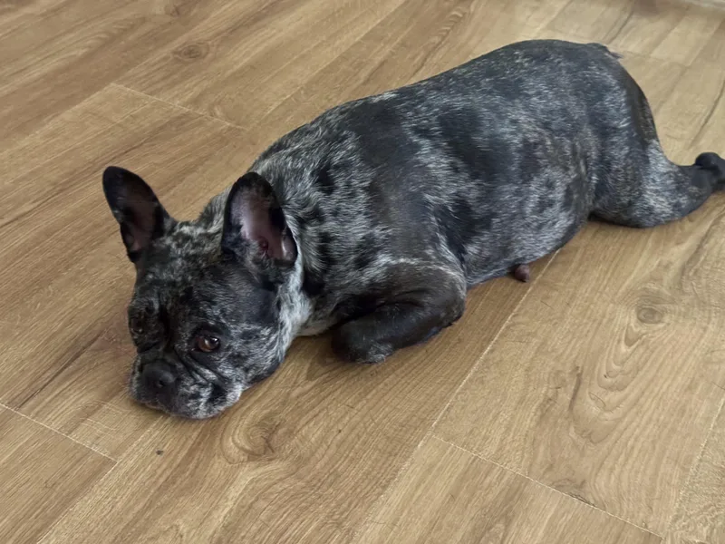 An adult small-sized female French Bulldog dog named Stocking for adoption in North Freedom, WI