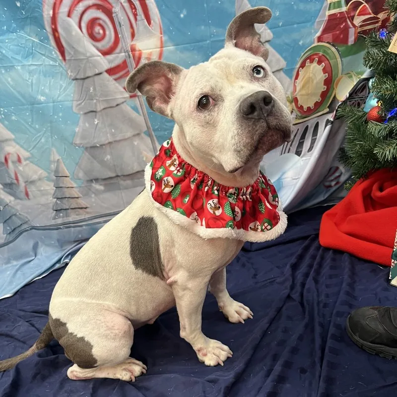 Miss Molly thumbnail 2