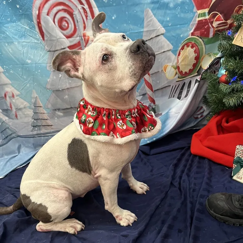 Miss Molly thumbnail 3